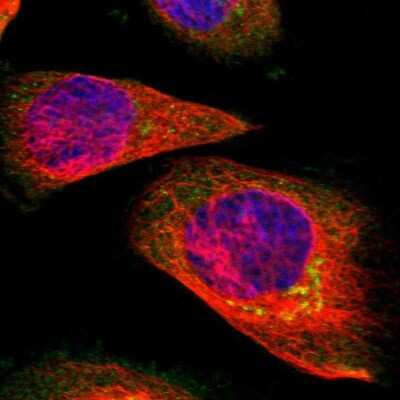 Immunocytochemistry/ Immunofluorescence: SUNC1 Antibody [NBP1-89567]