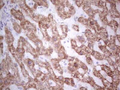 Immunohistochemistry: SUOX Antibody (OTI5A2) [NBP2-45465]