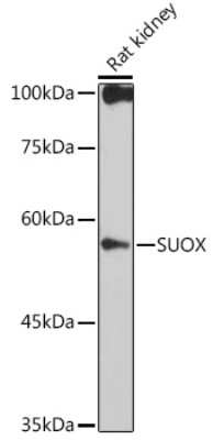 Western Blot: SUOX Antibody (6H0C9) [NBP3-15302]