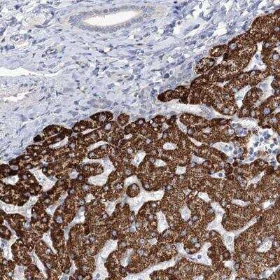 Immunohistochemistry-Paraffin: SUOX Antibody [NBP1-85873]