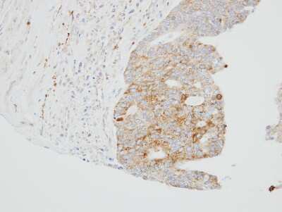 Immunohistochemistry-Paraffin: SUOX Antibody [NBP1-32423]