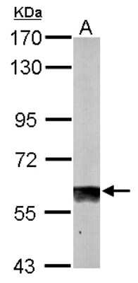 Western Blot: SUOX Antibody [NBP1-32423]