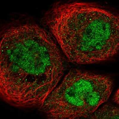 Immunocytochemistry/ Immunofluorescence: SUPT5H Antibody [NBP1-83508]