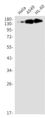 Western Blot: SUPT5H Antibody (S01-5C2) [NBP3-20004]