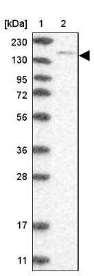 Western Blot: SUPT5H Antibody [NBP1-83508]