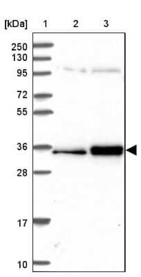 Western Blot: SURF2 Antibody [NBP2-13400]