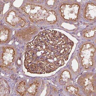 Immunohistochemistry-Paraffin: SURF4 Antibody [NBP2-49421]