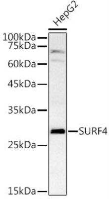 Western Blot: SURF4 AntibodyAzide and BSA Free [NBP2-94778]