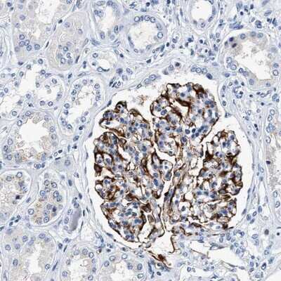Immunohistochemistry-Paraffin: SURF5 Antibody [NBP1-87818]