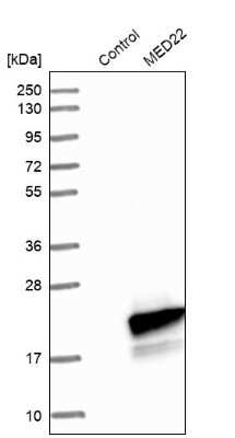 Western Blot: SURF5 Antibody [NBP1-87818]