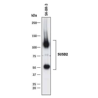 Western Blot: SUSD2 Antibody (1279B)Azide and BSA Free [MAB90564]