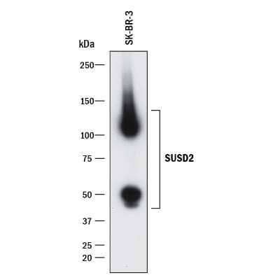 Western Blot: SUSD2 Antibody (1279C)Azide and BSA Free [MAB90565]