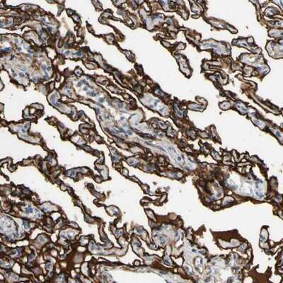 Immunohistochemistry-Paraffin: SUSD2 Antibody [NBP1-88589]
