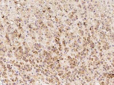 Immunohistochemistry-Paraffin: SUSD3 Antibody [NBP2-97966]