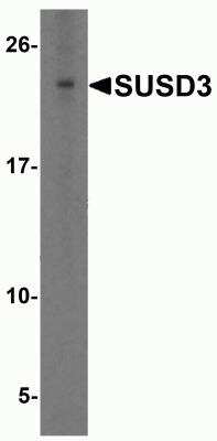 Western Blot: SUSD3 AntibodyBSA Free [NBP2-82017]