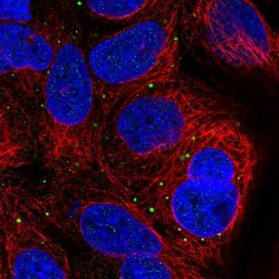 Immunocytochemistry/ Immunofluorescence: SUSD4 Antibody [NBP2-31711]