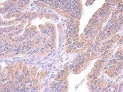 Immunohistochemistry-Paraffin: SUV3L1 Antibody (244) [NBP2-43565]
