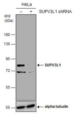 Western Blot: SUV3L1 Antibody (244) [NBP2-43565]