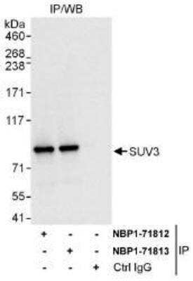 Western Blot: SUV3L1 Antibody [NBP1-71812]