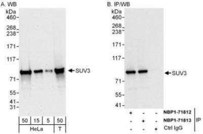 Western Blot: SUV3L1 Antibody [NBP1-71813]