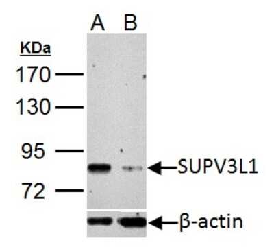 Western Blot: SUV3L1 Antibody [NBP2-20539]