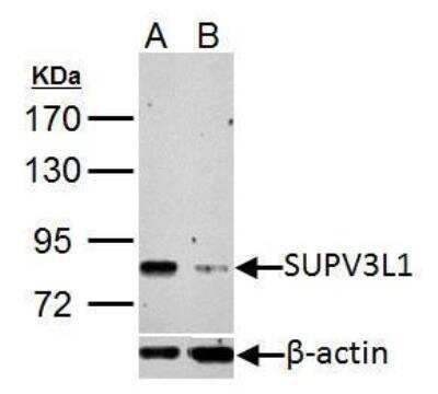 Western Blot: SUV3L1 Antibody [NBP2-20539]