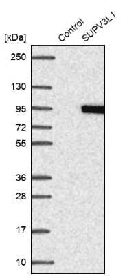 Western Blot: SUV3L1 Antibody [NBP2-34047]