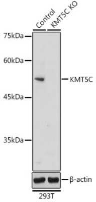 Western Blot: SUV420H2 AntibodyAzide and BSA Free [NBP2-94300]