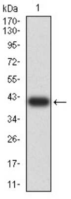 Western Blot: SUZ12 Antibody (2B9G12)BSA Free [NBP2-61892]