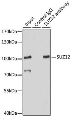 Western Blot: SUZ12 AntibodyBSA Free [NBP3-03738]