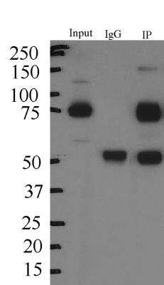 Immunoprecipitation: SV2A Antibody [NBP1-82964]