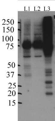 Western Blot: SV2A Antibody [NBP1-82964]