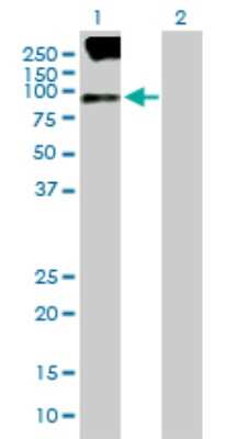 Western Blot: SV2B Antibody [H00009899-B01P]