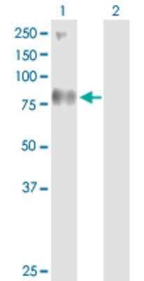 Western Blot: SV2B Antibody [H00009899-D01P]