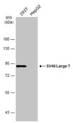 Western Blot: SV40 Large T Antigen Antibody [NBP3-13381]