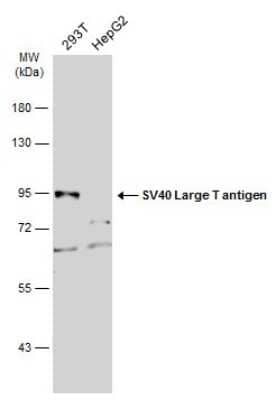 Western Blot: SV40 T-antigen Antibody [NBP3-13382]