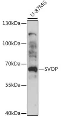 Western Blot: SVOP AntibodyAzide and BSA Free [NBP2-94288]