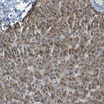 Immunohistochemistry-Paraffin: SVOPL Antibody [NBP1-93466]