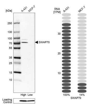 Western Blot: SWAP70 Antibody [NBP1-82979]