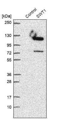 Western Blot: SWT1 Antibody [NBP1-90710]