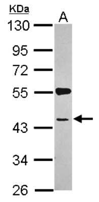 Western Blot: SYAP1 Antibody [NBP2-20541]