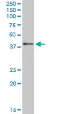 Western Blot: SYCE1 Antibody (6G7) [H00093426-M03]