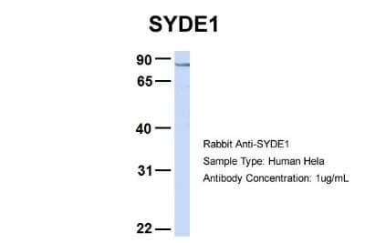 Western Blot: SYDE1 Antibody [NBP1-57607]