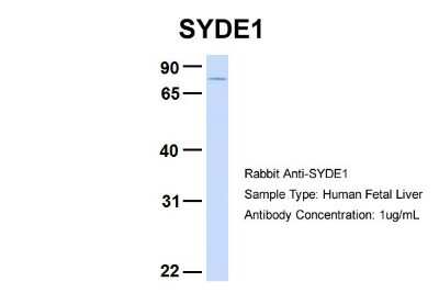 Western Blot: SYDE1 Antibody [NBP1-57607]