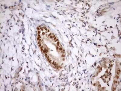 Immunohistochemistry: SYF2 Antibody (OTI6A5) [NBP2-46033]