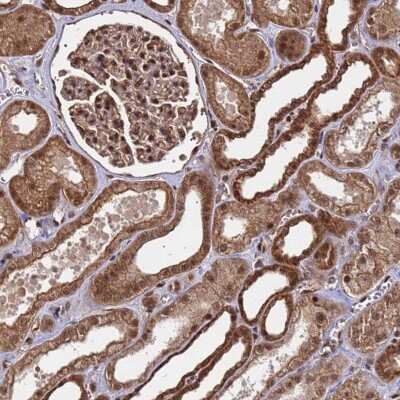 Immunohistochemistry-Paraffin: SYF2 Antibody [NBP1-92463]