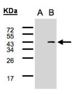 Western Blot: SYF2 Antibody [NBP2-20542]