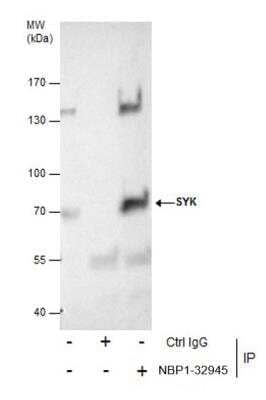 Immunoprecipitation: SYK Antibody [NBP1-32945]