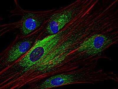 Immunocytochemistry/ Immunofluorescence: SYK Antibody (SYK-01) - BSA Free [NBP3-09107]