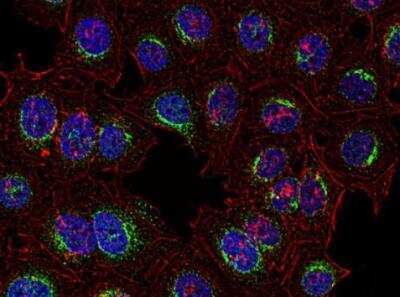 Immunocytochemistry/ Immunofluorescence: SYK Antibody (SYK-01) - BSA Free [NBP3-09107]